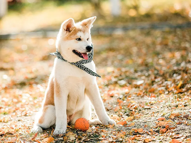 ¿Qué juguetes son buenos para los cachorros?