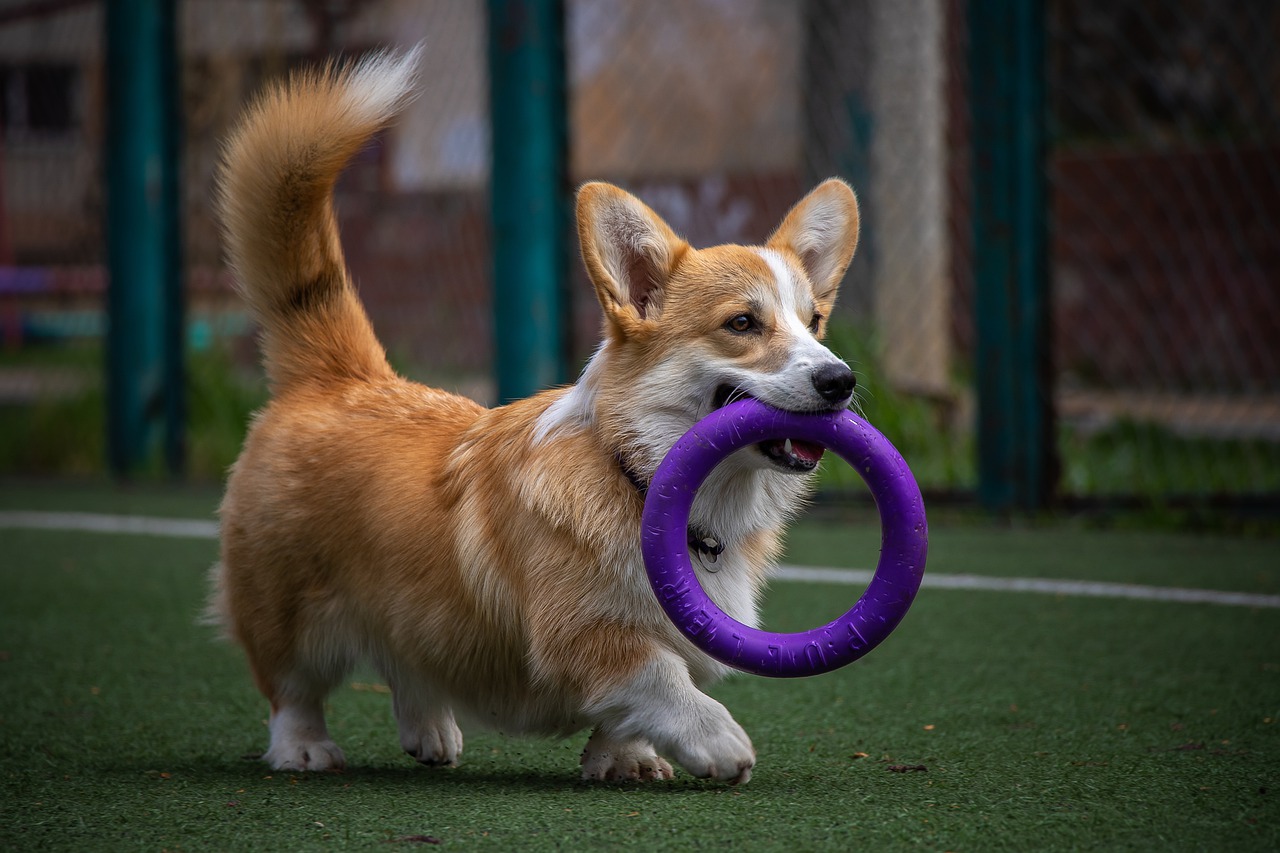 ¡Juguetes para perros felices! ¡Feliz vida saludable!