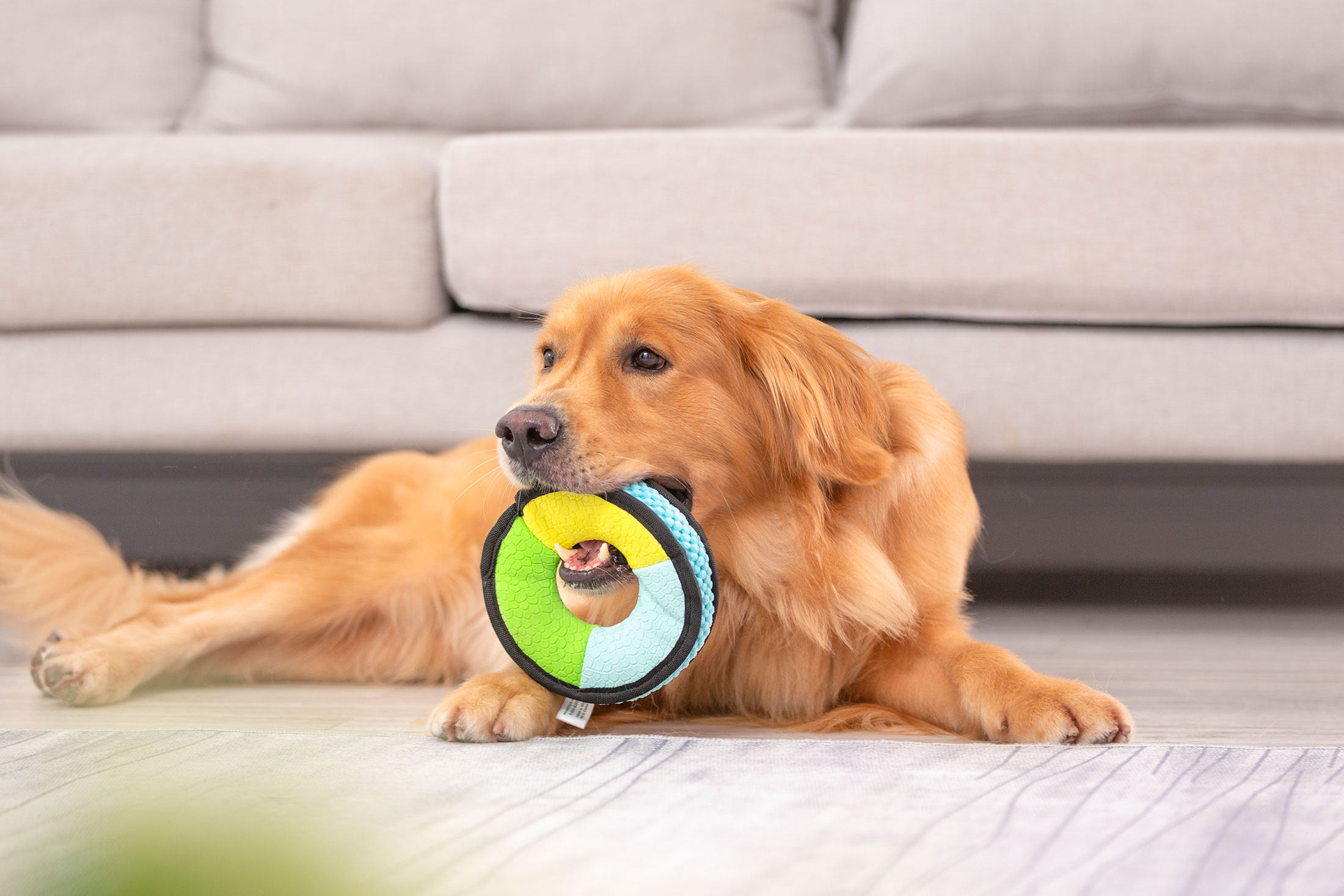 ¿Cómo elegir juguetes para una mascota más feliz y emocionada?