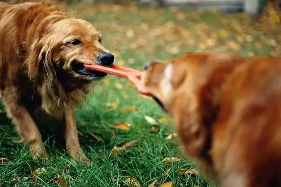 Manejo y prevención de la agresión con juguetes para perros entre perros